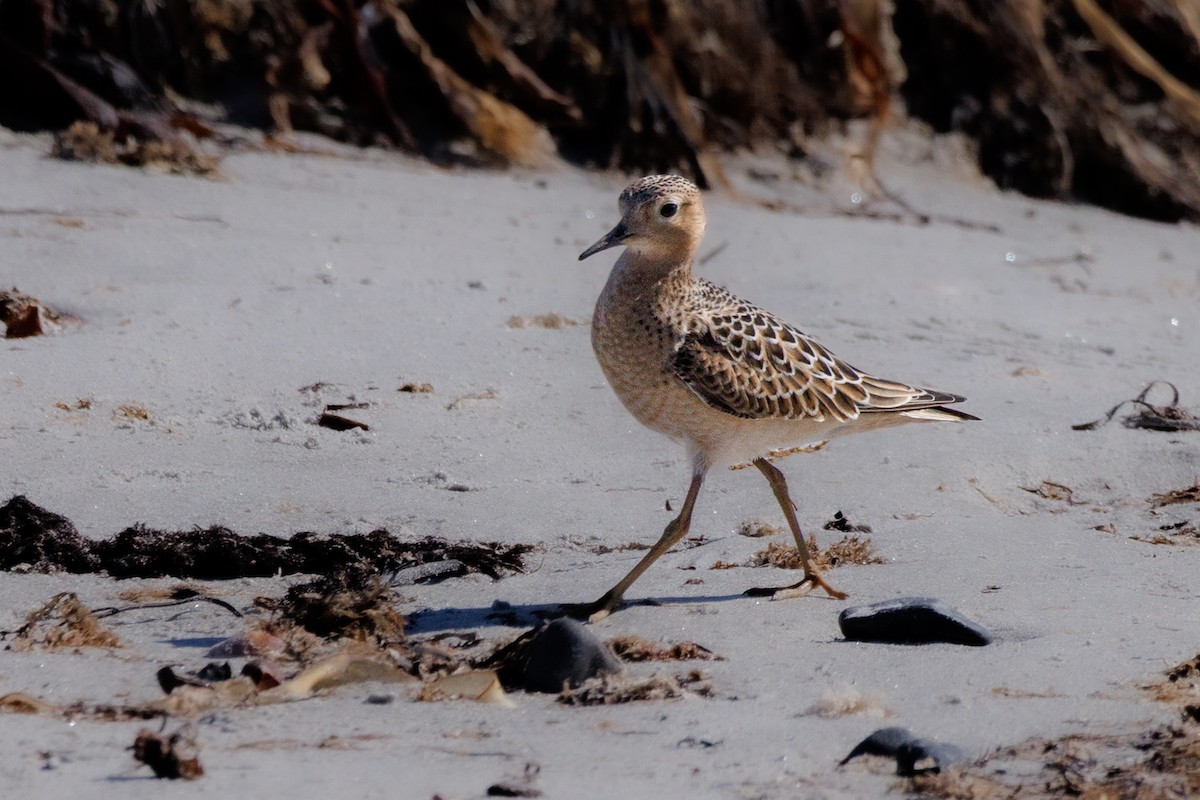 Buff-breasted Sandpiper - ML641250779