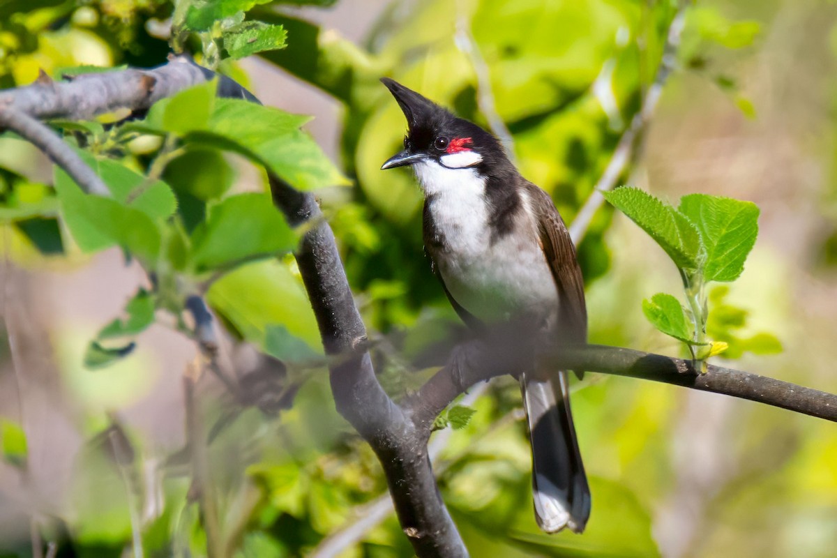 Red-whiskered Bulbul - ML641250780