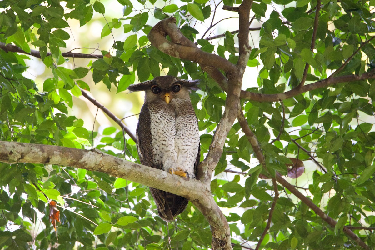 Barred Eagle-Owl - ML641250801