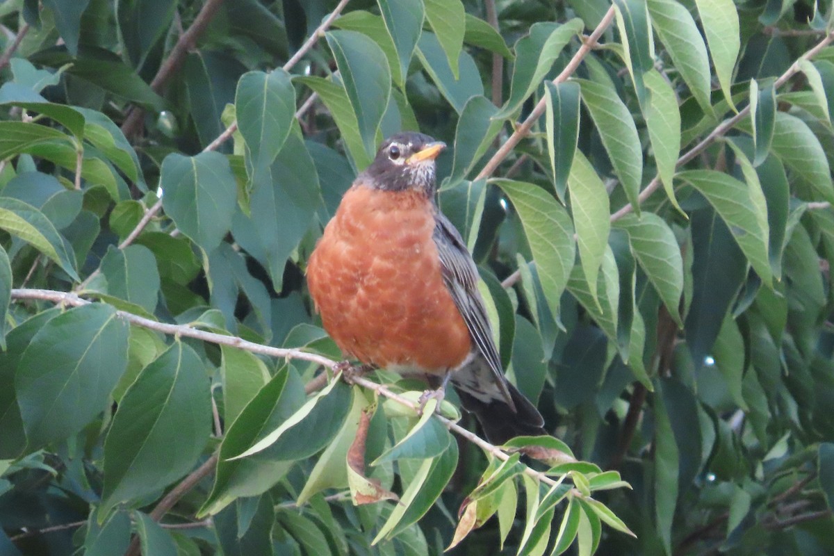 American Robin - ML641250821