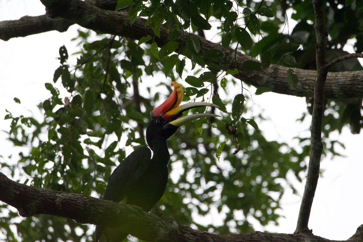 Rhinoceros Hornbill - ML641250842