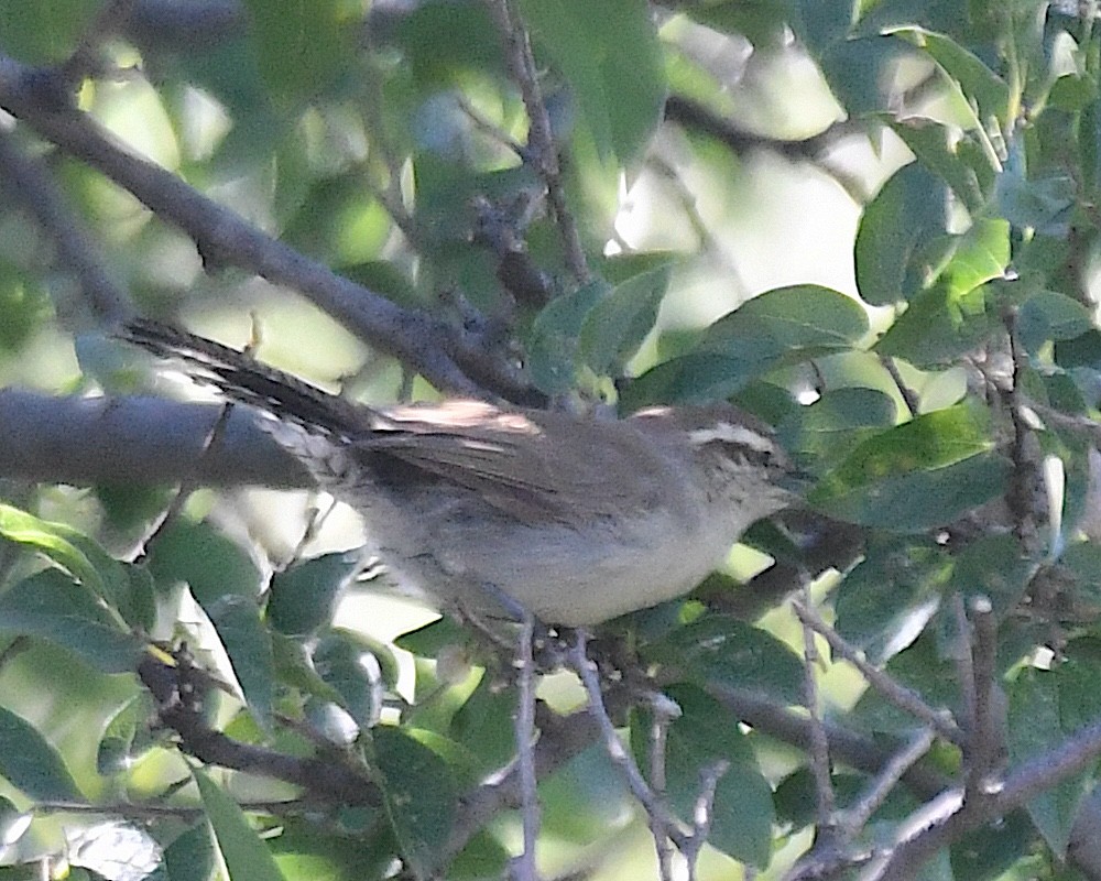 Bewick's Wren - ML641250844