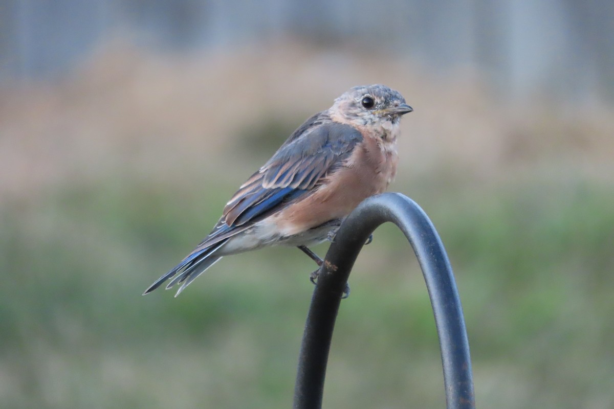 Eastern Bluebird - ML641250860