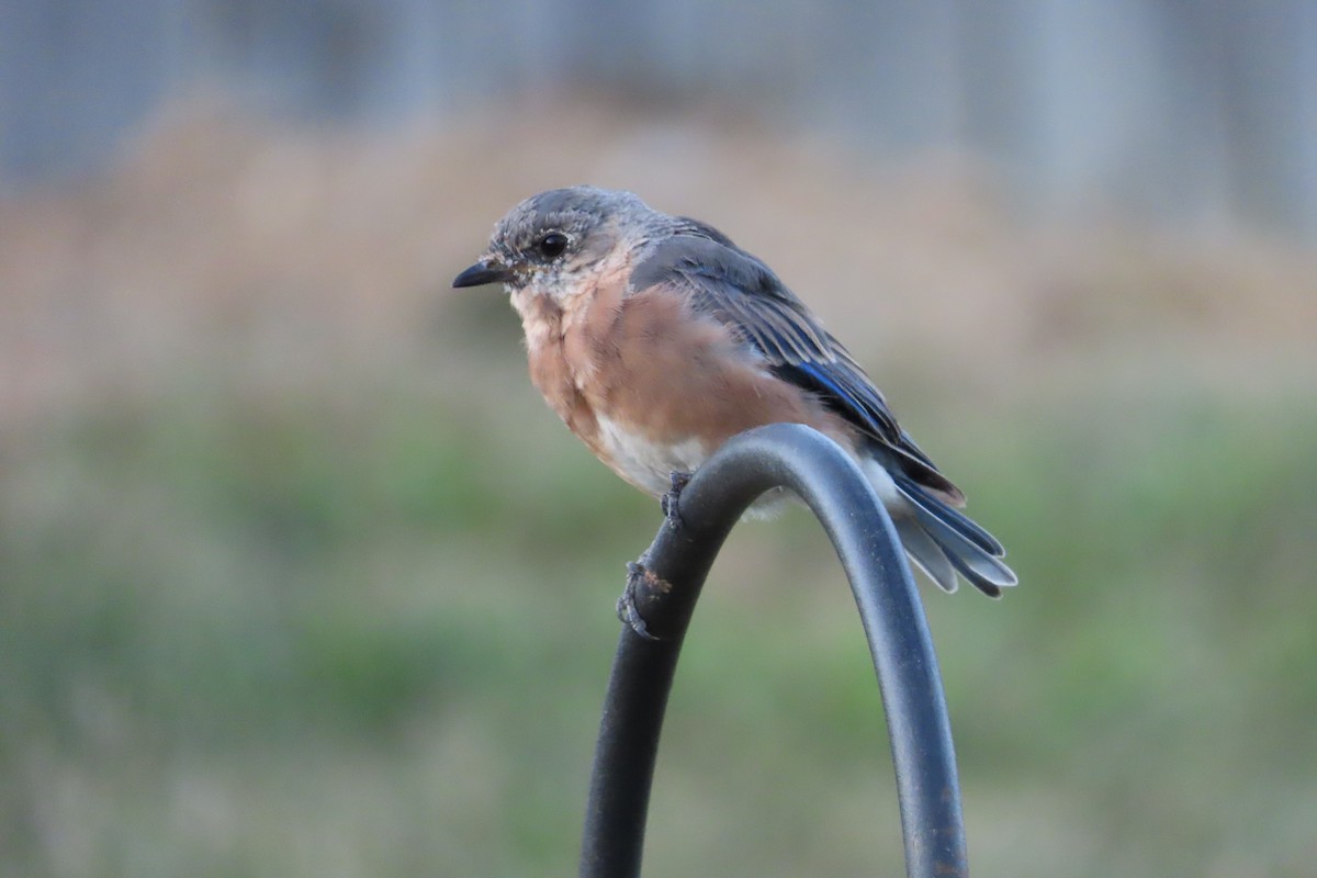 Eastern Bluebird - ML641250870