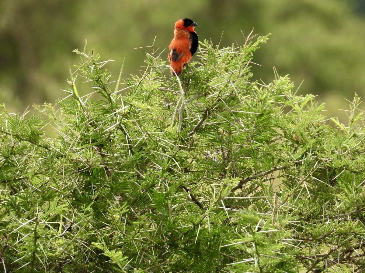 Northern Red Bishop - ML641250934