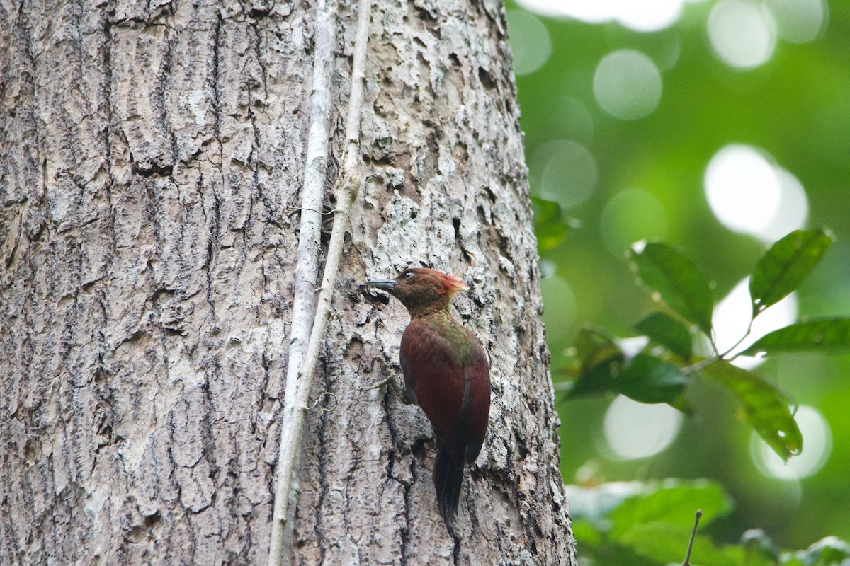 Banded Woodpecker - ML641251017