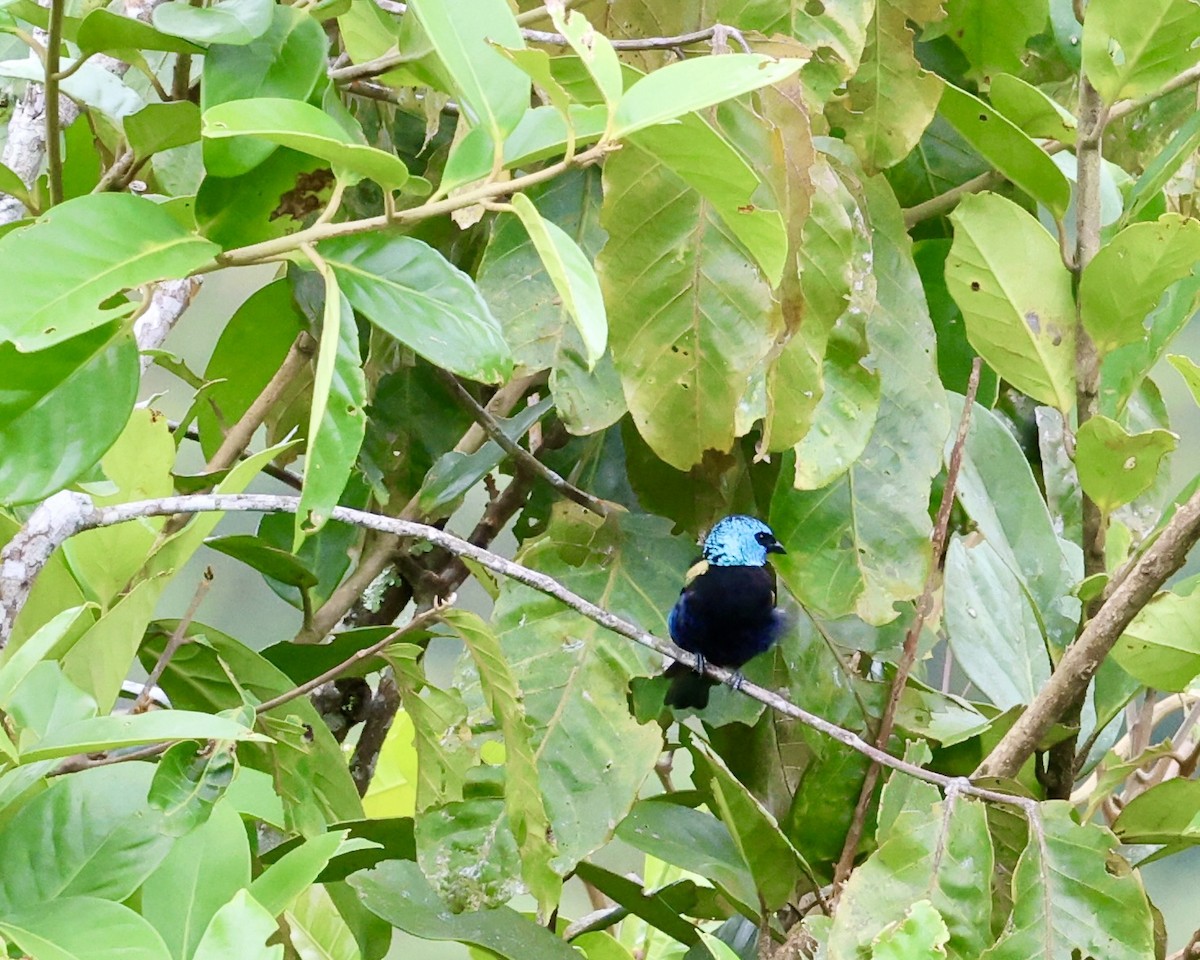 Blue-necked Tanager - ML641251027