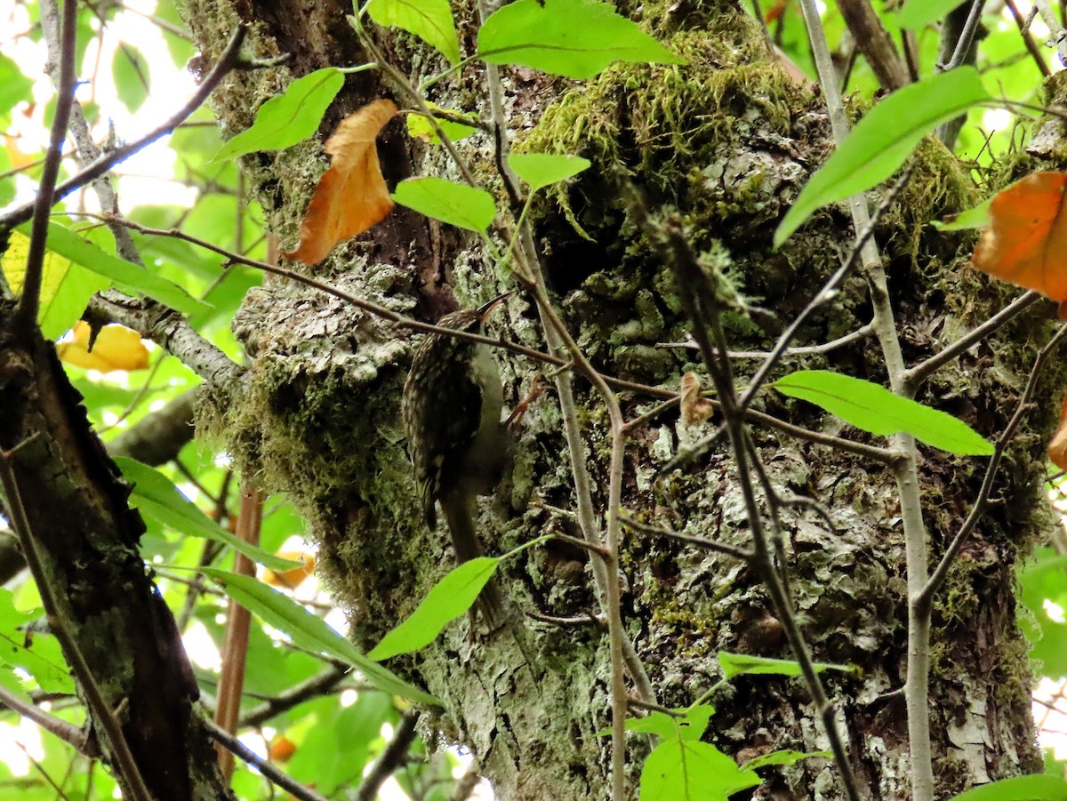 Brown Creeper - ML641251028