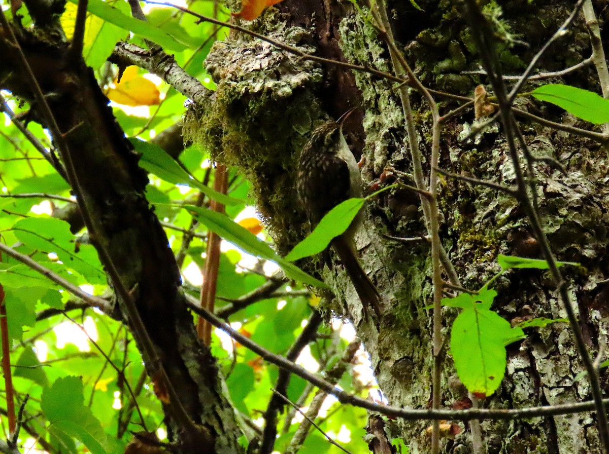 Brown Creeper - ML641251029