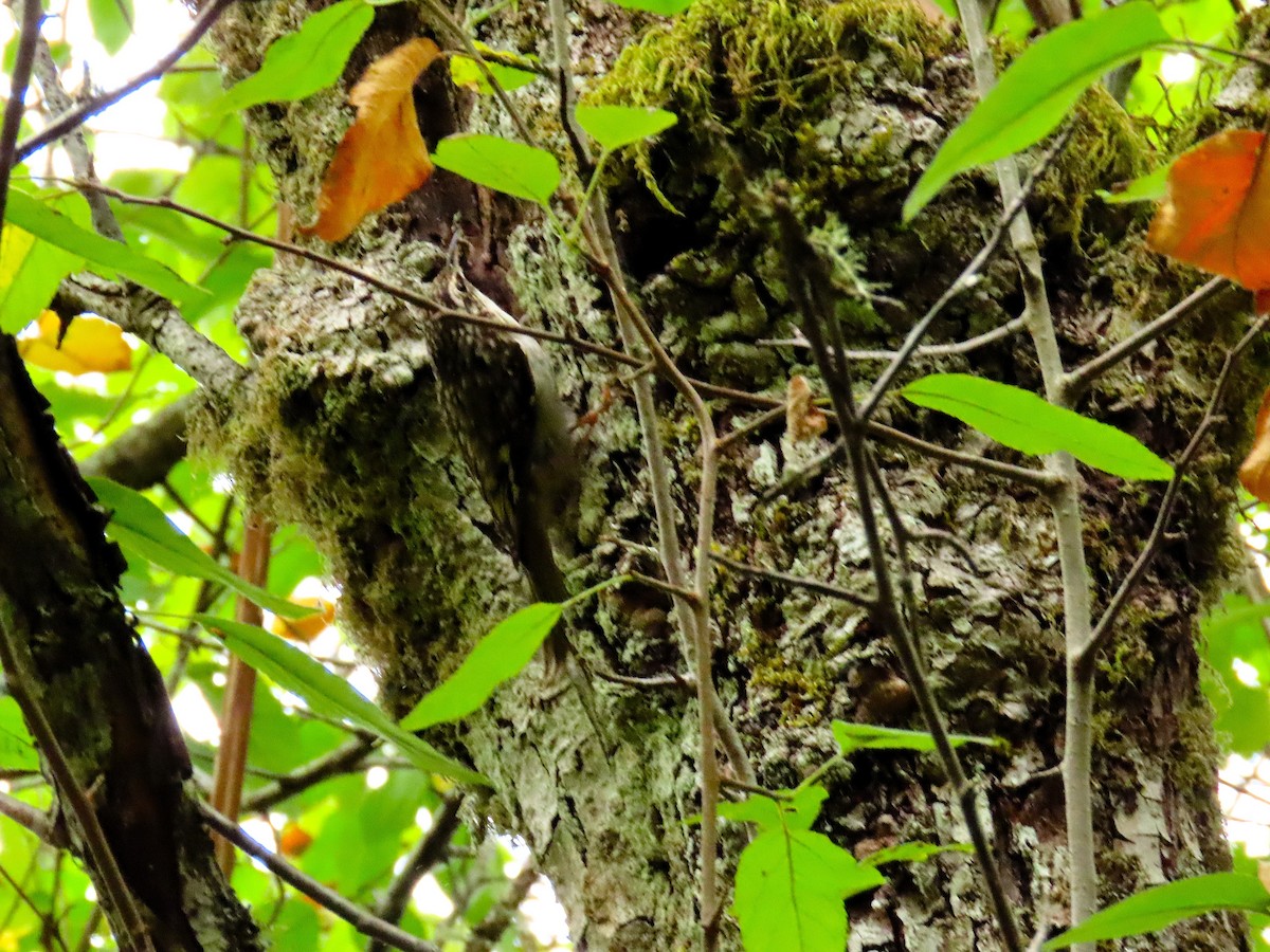 Brown Creeper - ML641251030