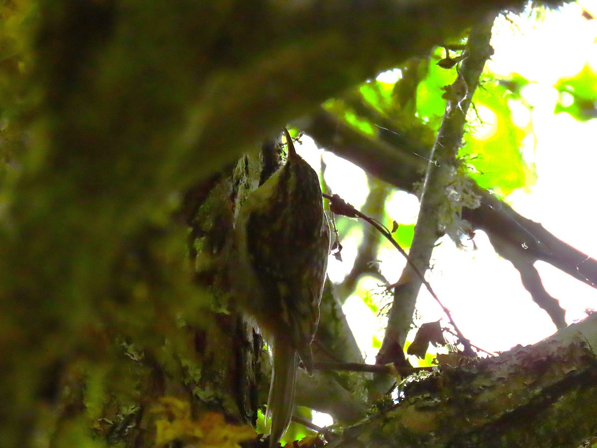 Brown Creeper - ML641251031