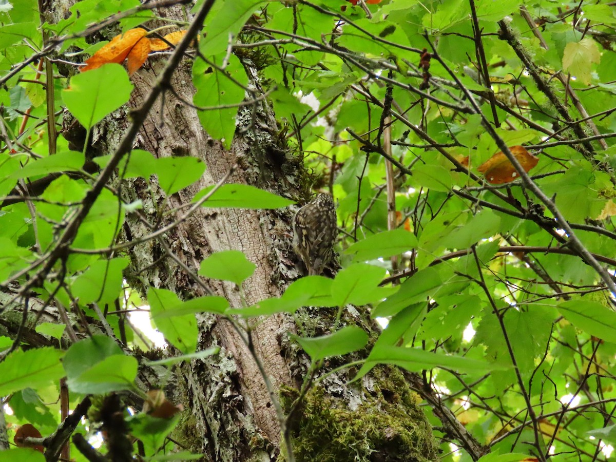 Brown Creeper - ML641251032