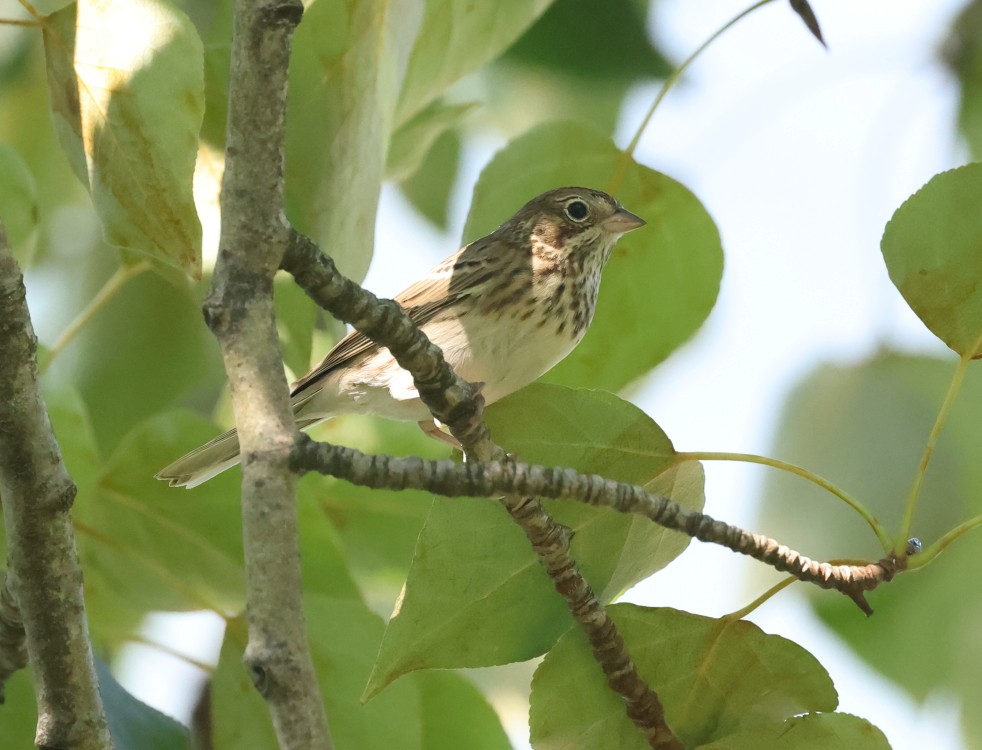 Vesper Sparrow - ML641251036
