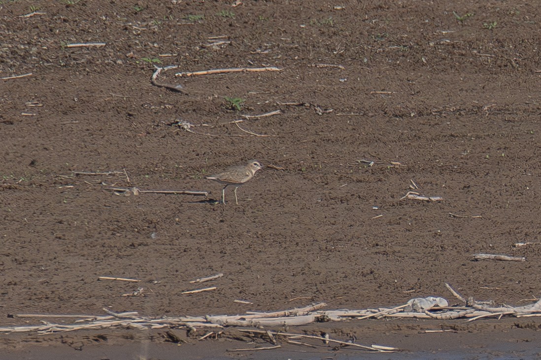 Mountain Plover - ML641251038