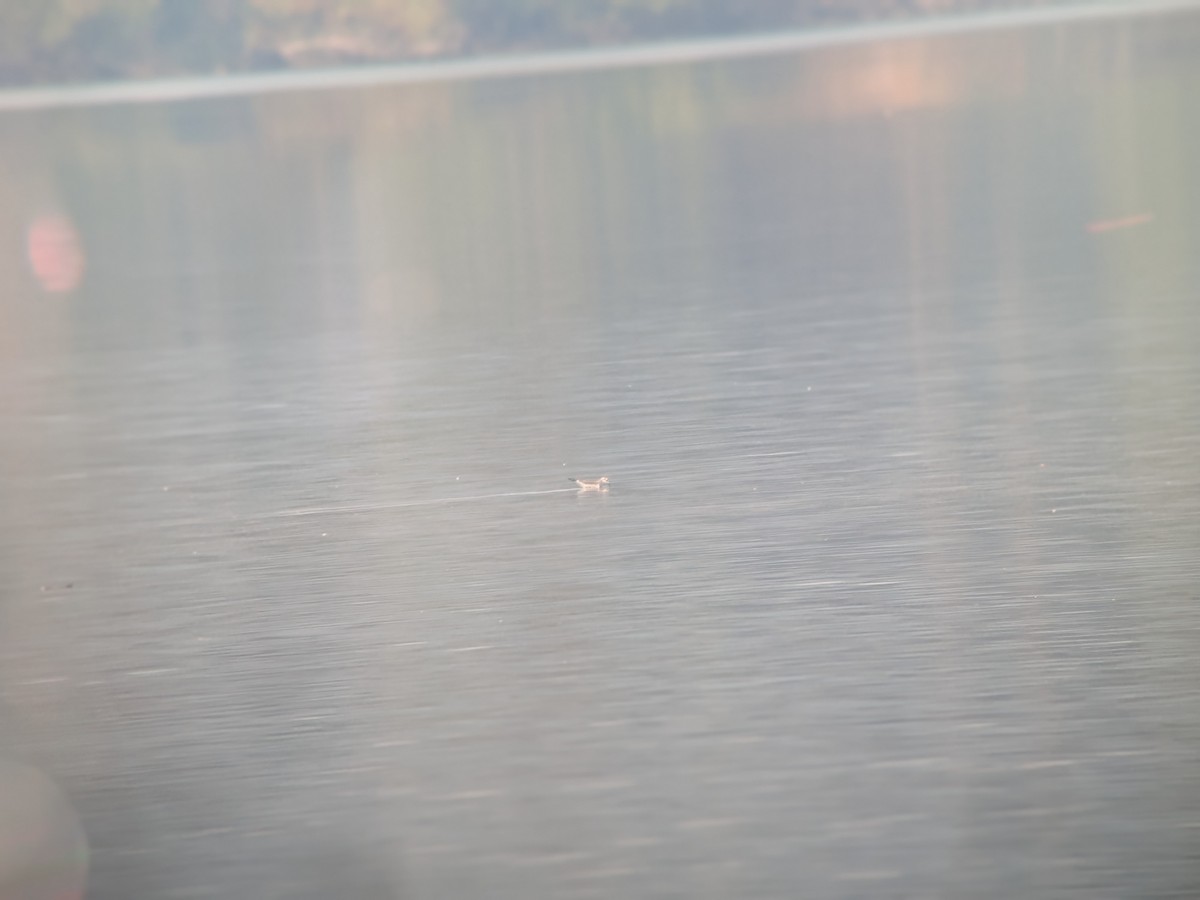 Gaviota de Sabine - ML641251040