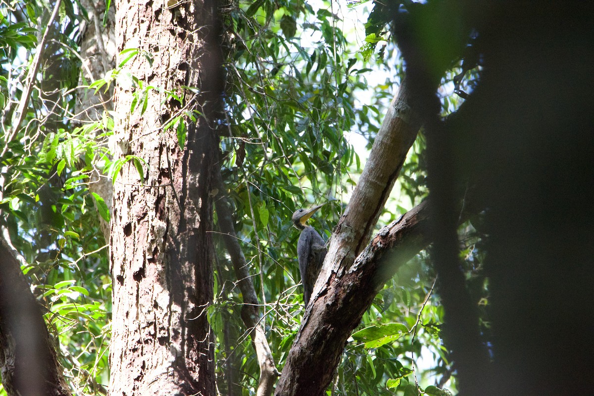 Great Slaty Woodpecker - ML641251047