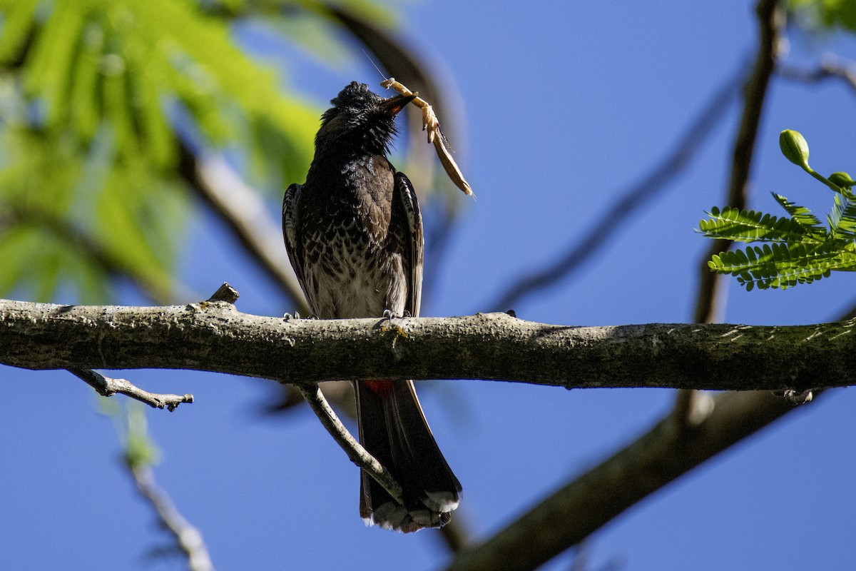 Red-vented Bulbul - ML641251056