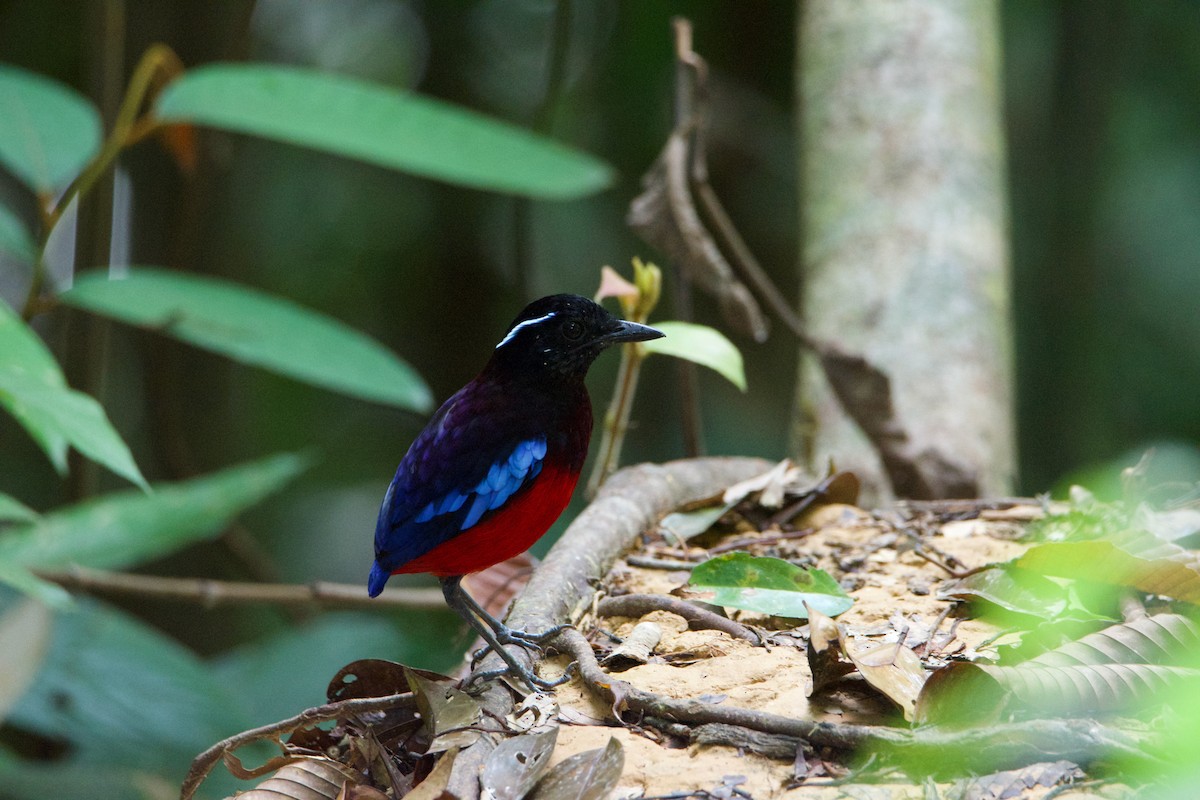 Black-crowned Pitta - ML641251070