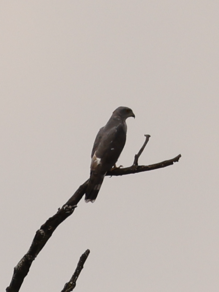 African Cuckoo-Hawk - ML641251089