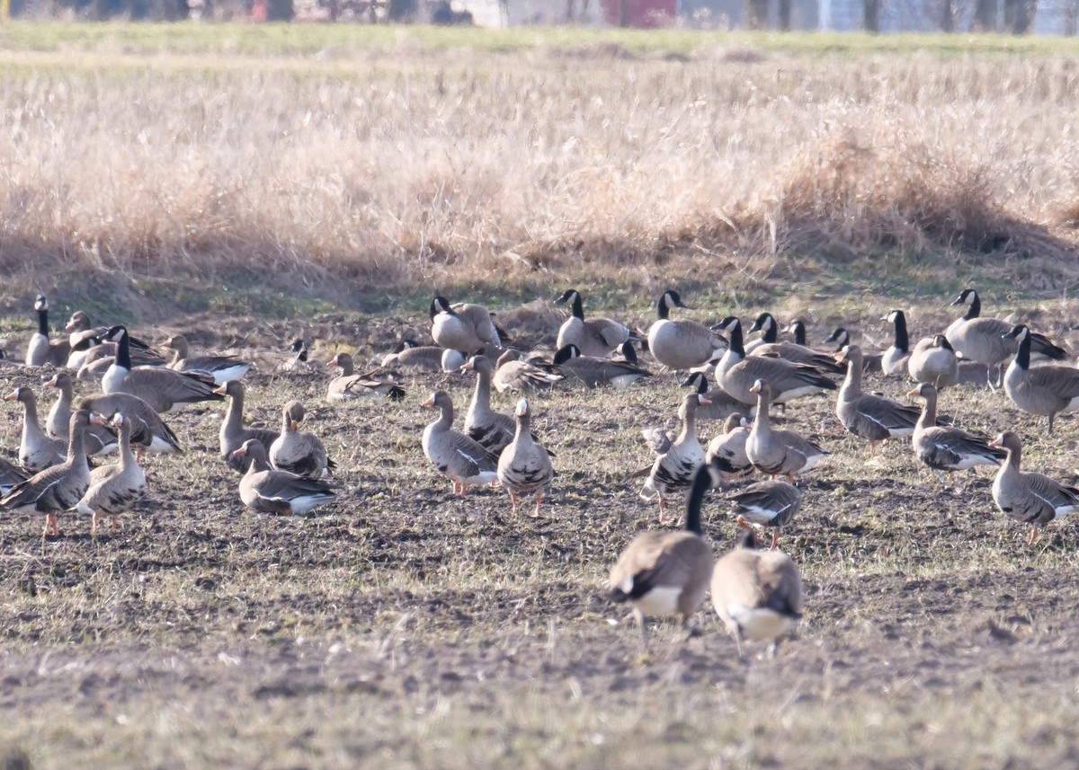 Greater White-fronted Goose - ML641251109