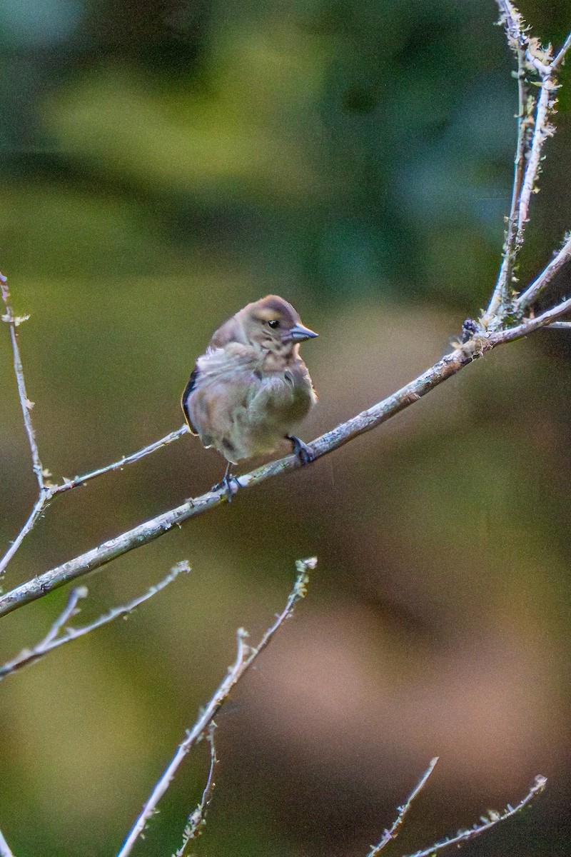 Azores Chaffinch - ML641251122