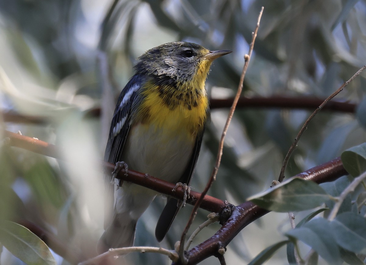 Northern Parula - ML641251154