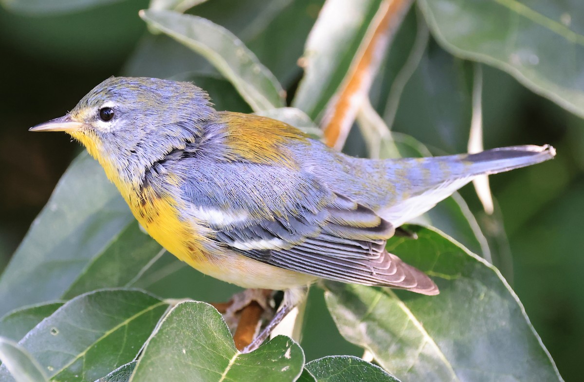 Northern Parula - ML641251156