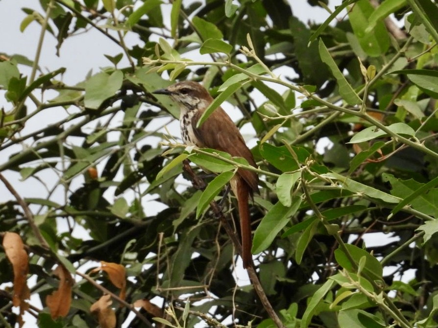 Spotted Morning-Thrush - ML641251186