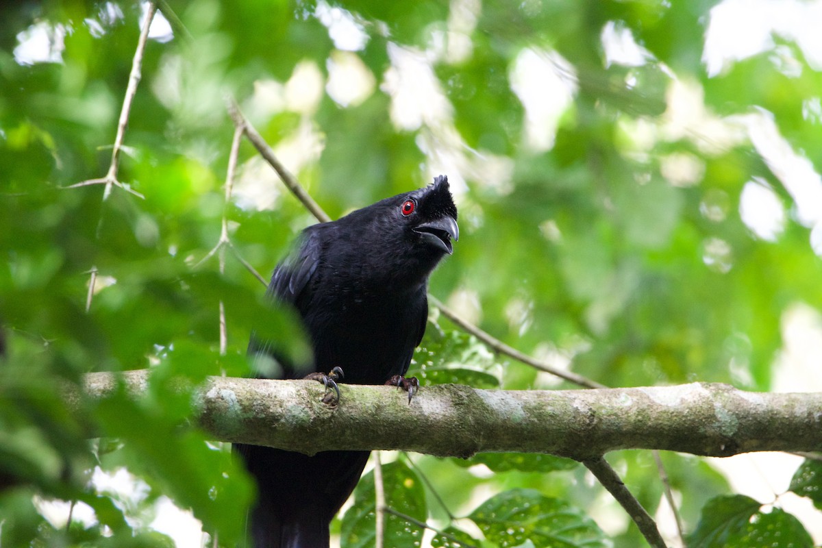 Bornean Black Magpie - ML641251197