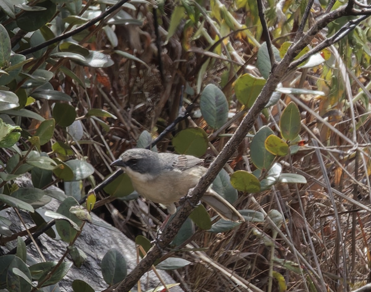 Long-tailed Reed Finch - ML641251234
