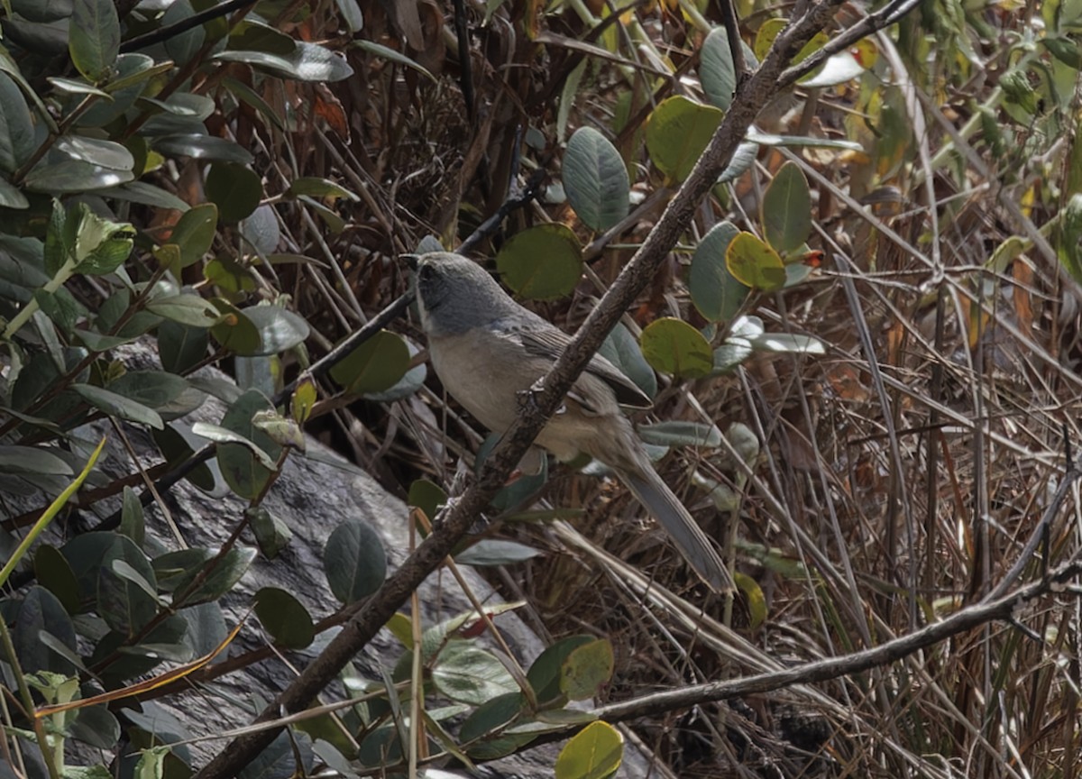 Long-tailed Reed Finch - ML641251235