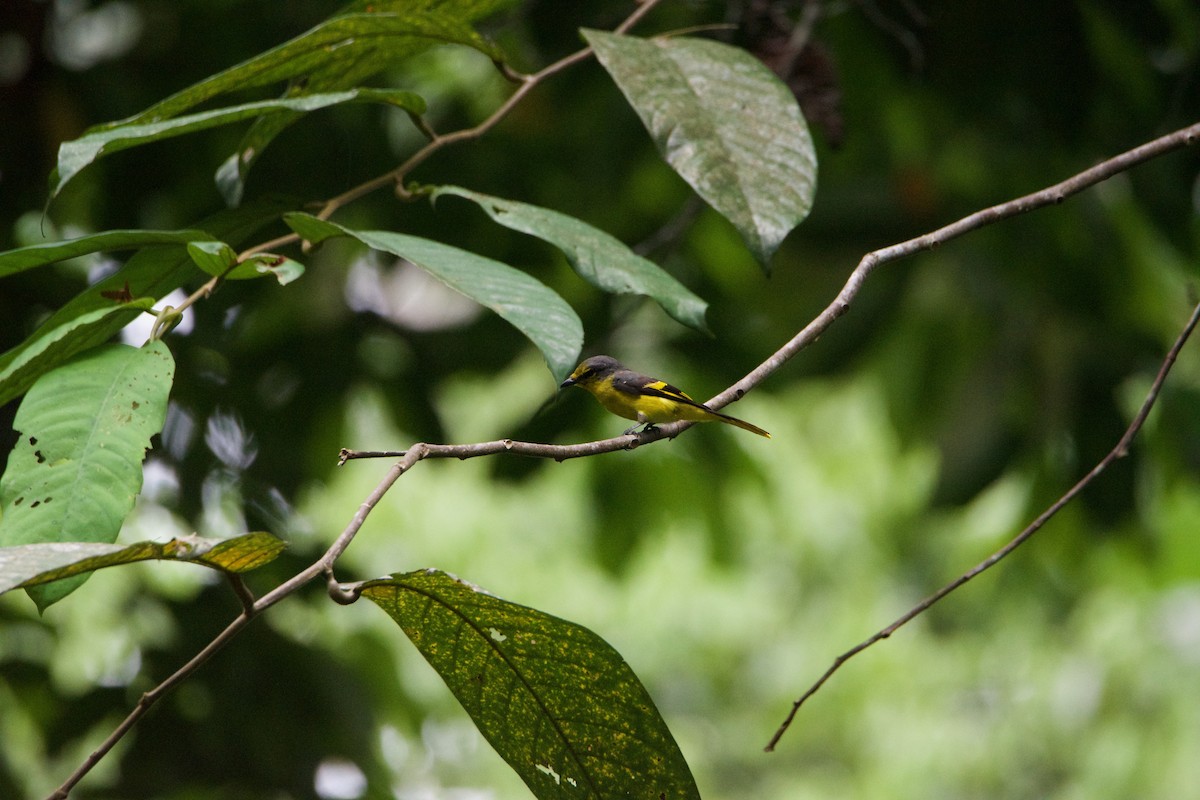Scarlet Minivet - ML641251237