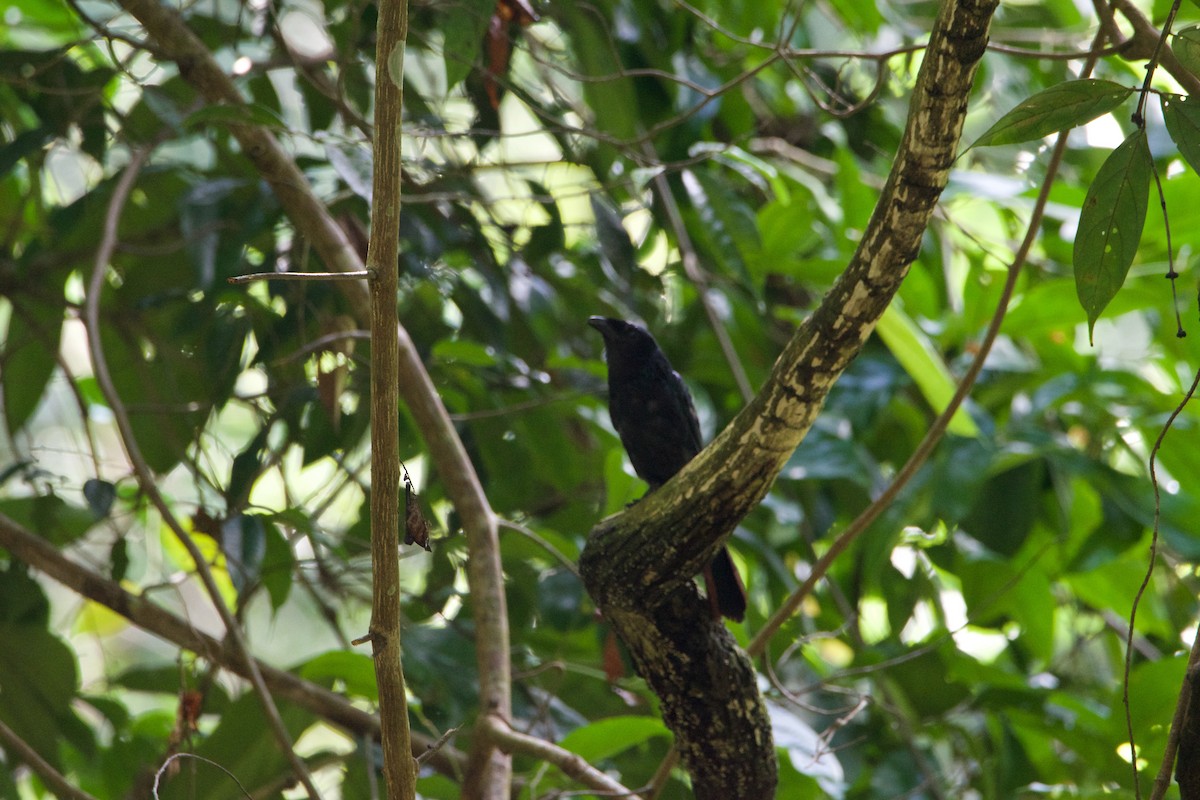 Greater Racket-tailed Drongo - ML641251252