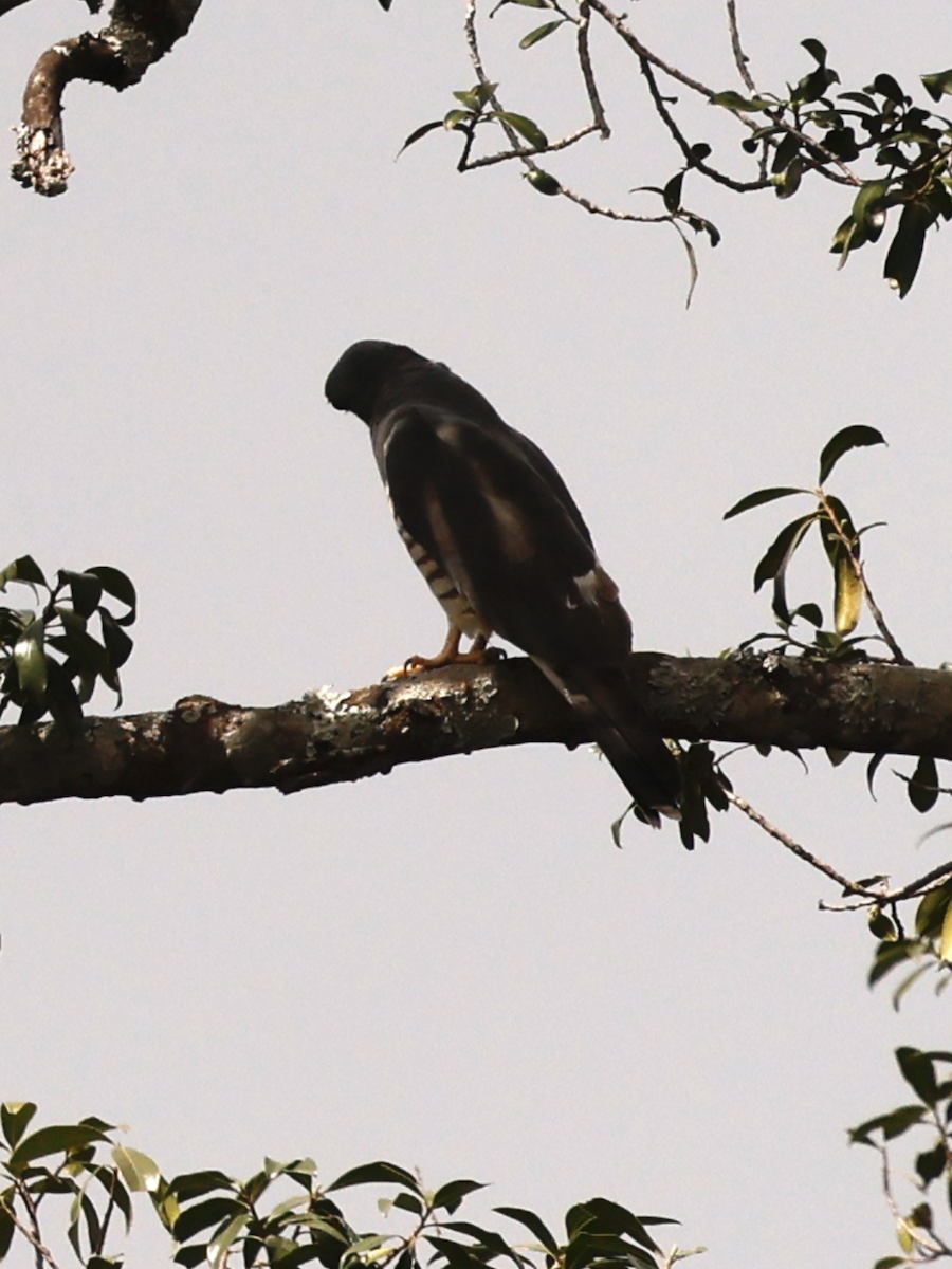 African Cuckoo-Hawk - ML641251262