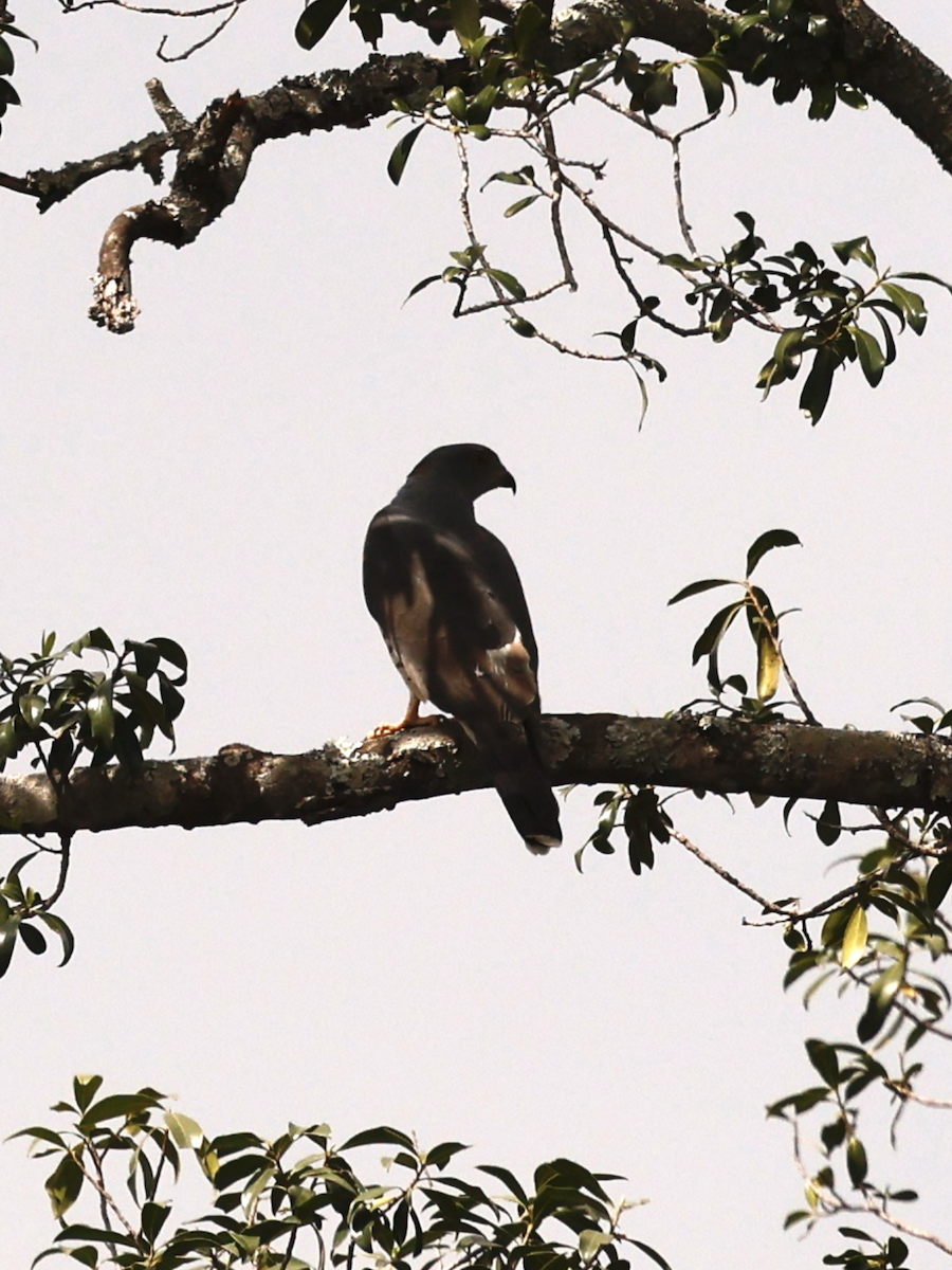 African Cuckoo-Hawk - ML641251263