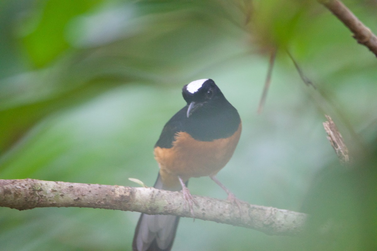 White-crowned Shama - ML641251288