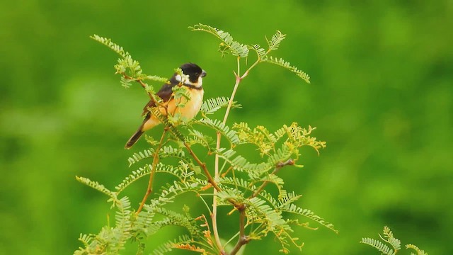 Cinnamon-rumped Seedeater - ML641251314