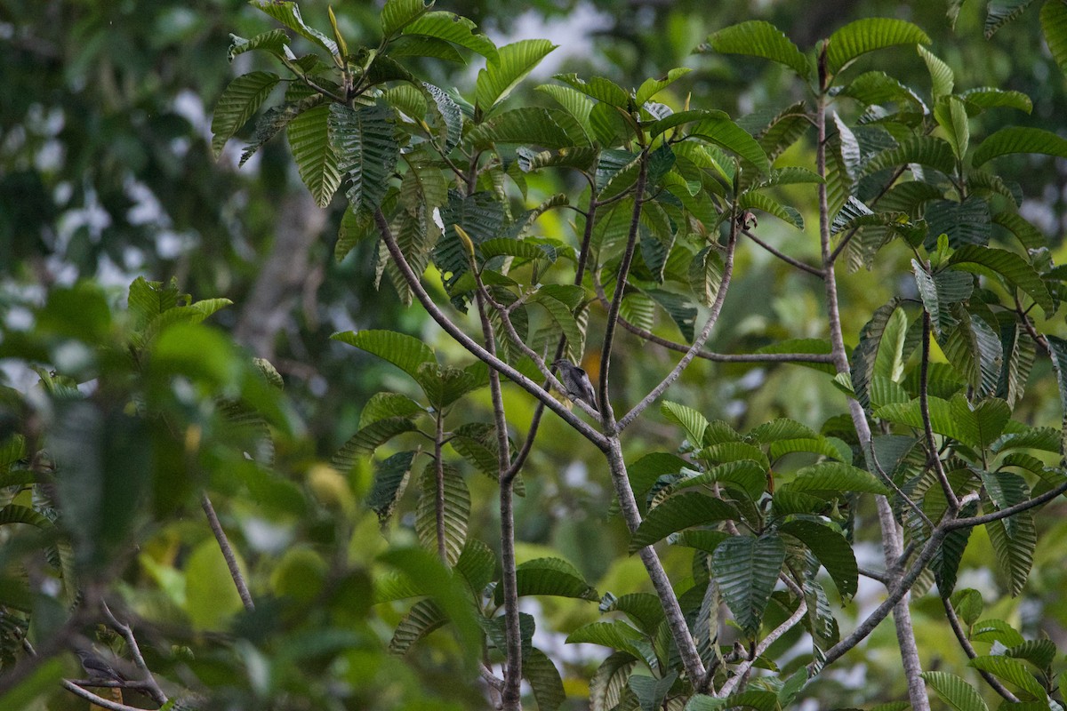 Lesser Cuckooshrike - ML641251323