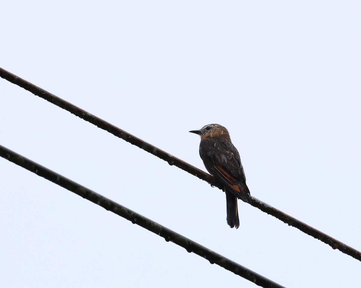 Cliff Flycatcher (Cliff) - ML641251327