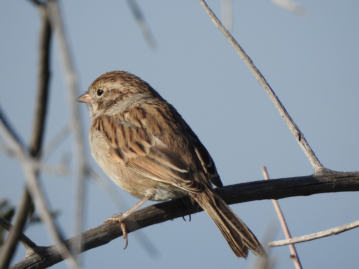Brewer's Sparrow - ML641251329