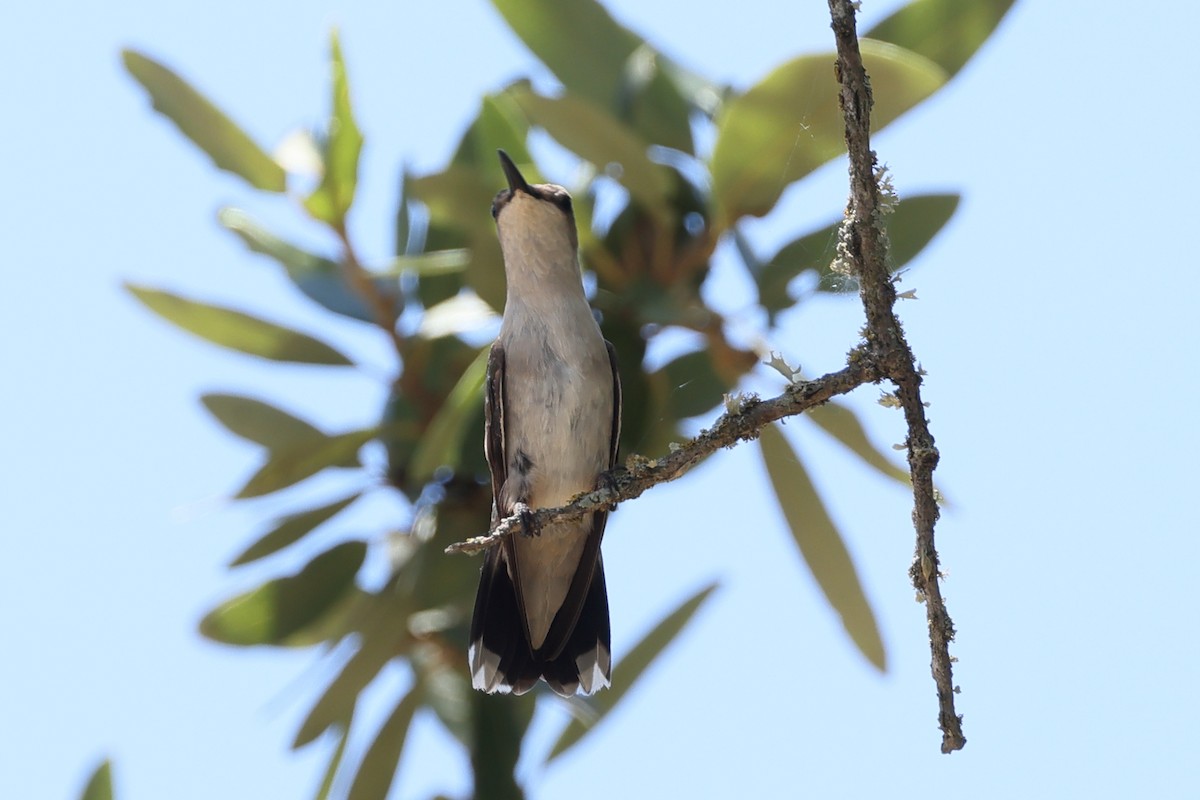 Black-chinned Hummingbird - ML641251334