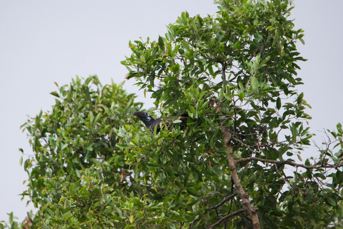 Bushy-crested Hornbill - ML641251349