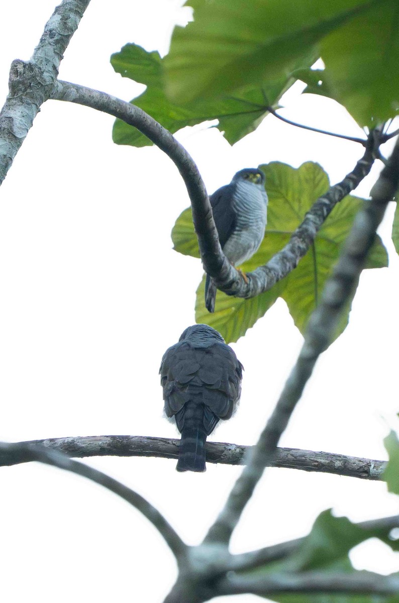 Tiny Hawk - ML641251354