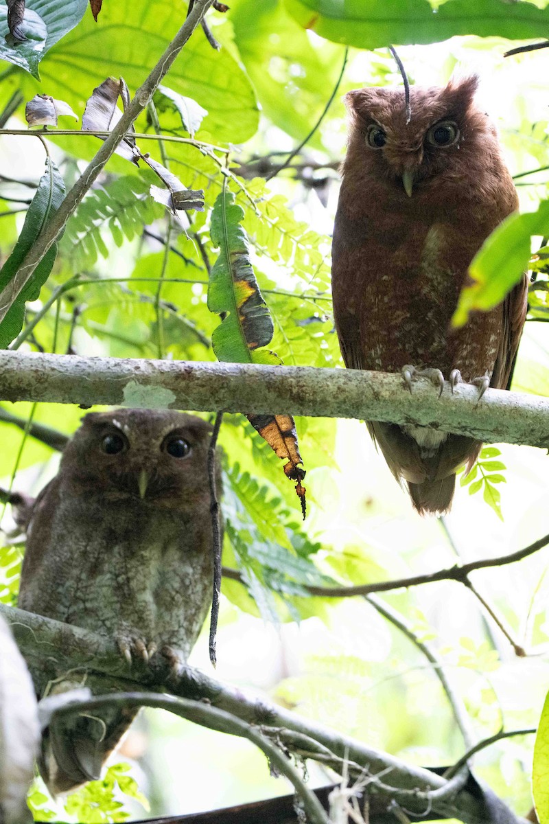 Choco Screech-Owl - ML641251371