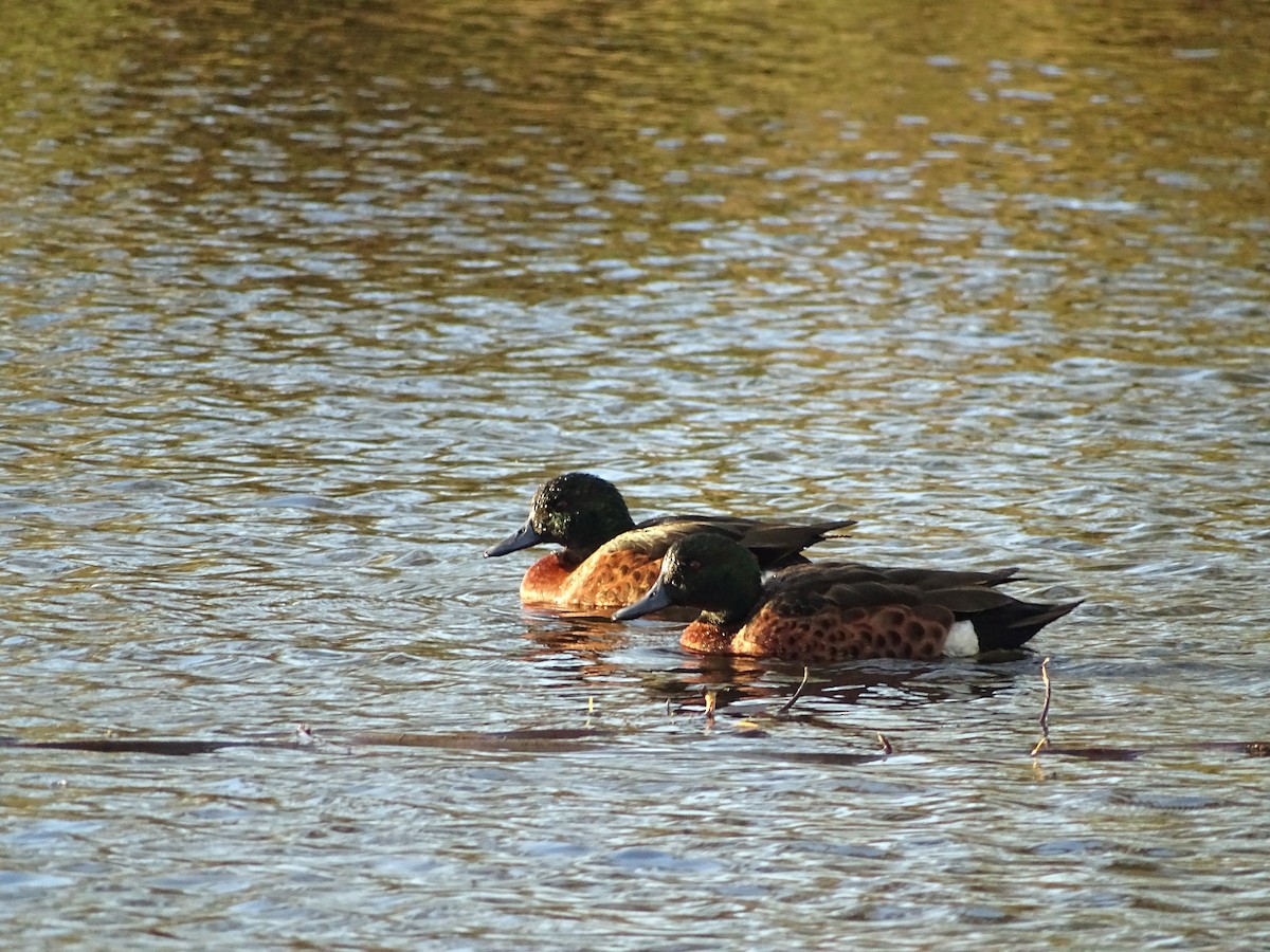 Chestnut Teal - ML64125141