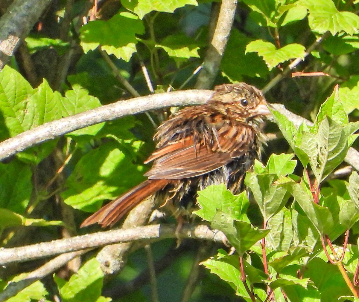 Swamp Sparrow - ML641251439
