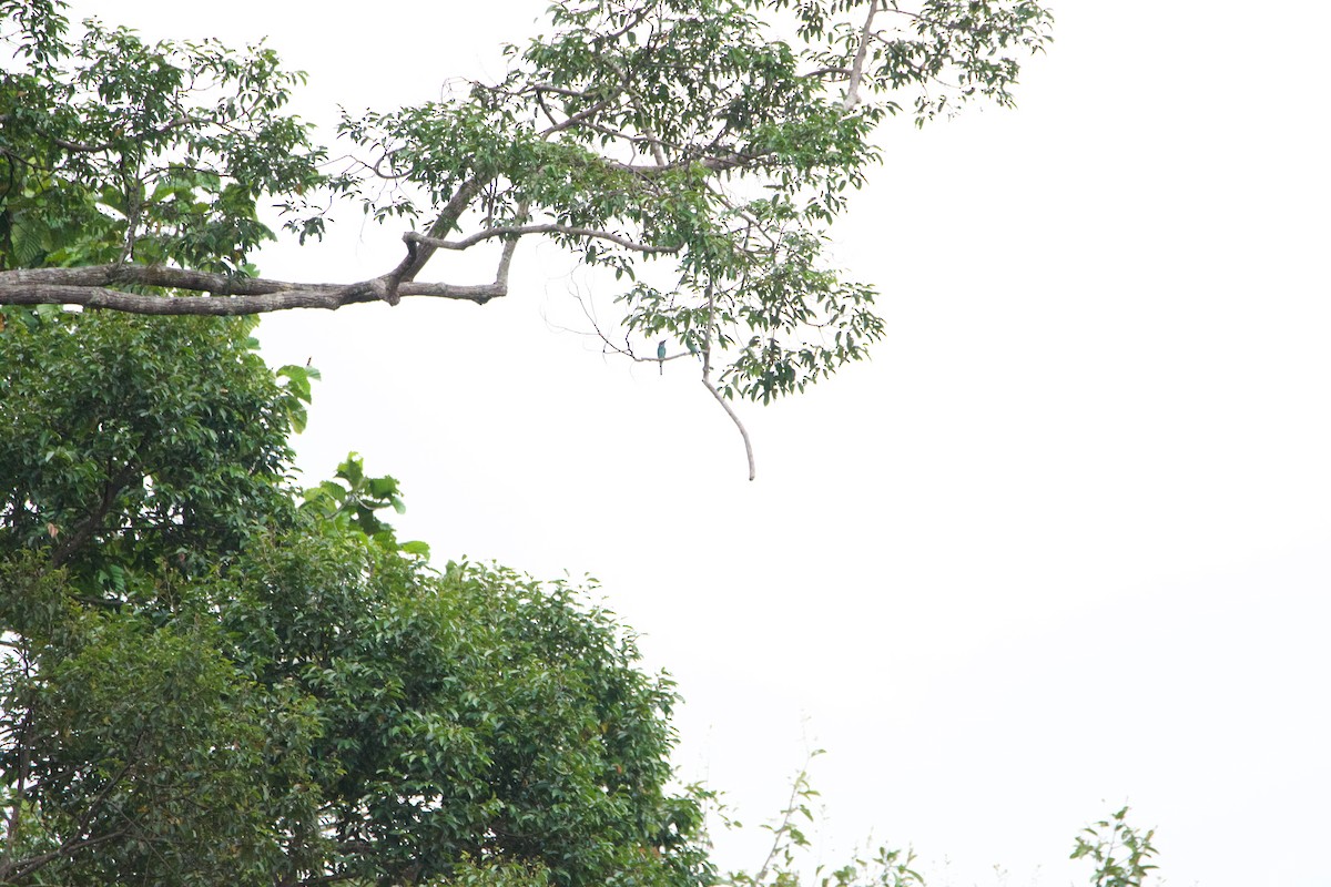 Blue-throated Bee-eater - ML641251450