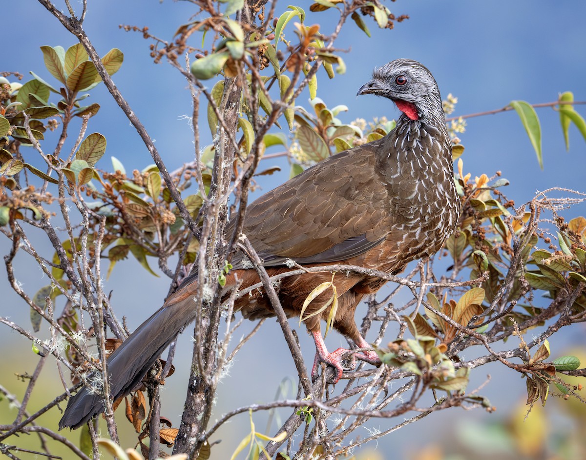 Andean Guan - ML641251531
