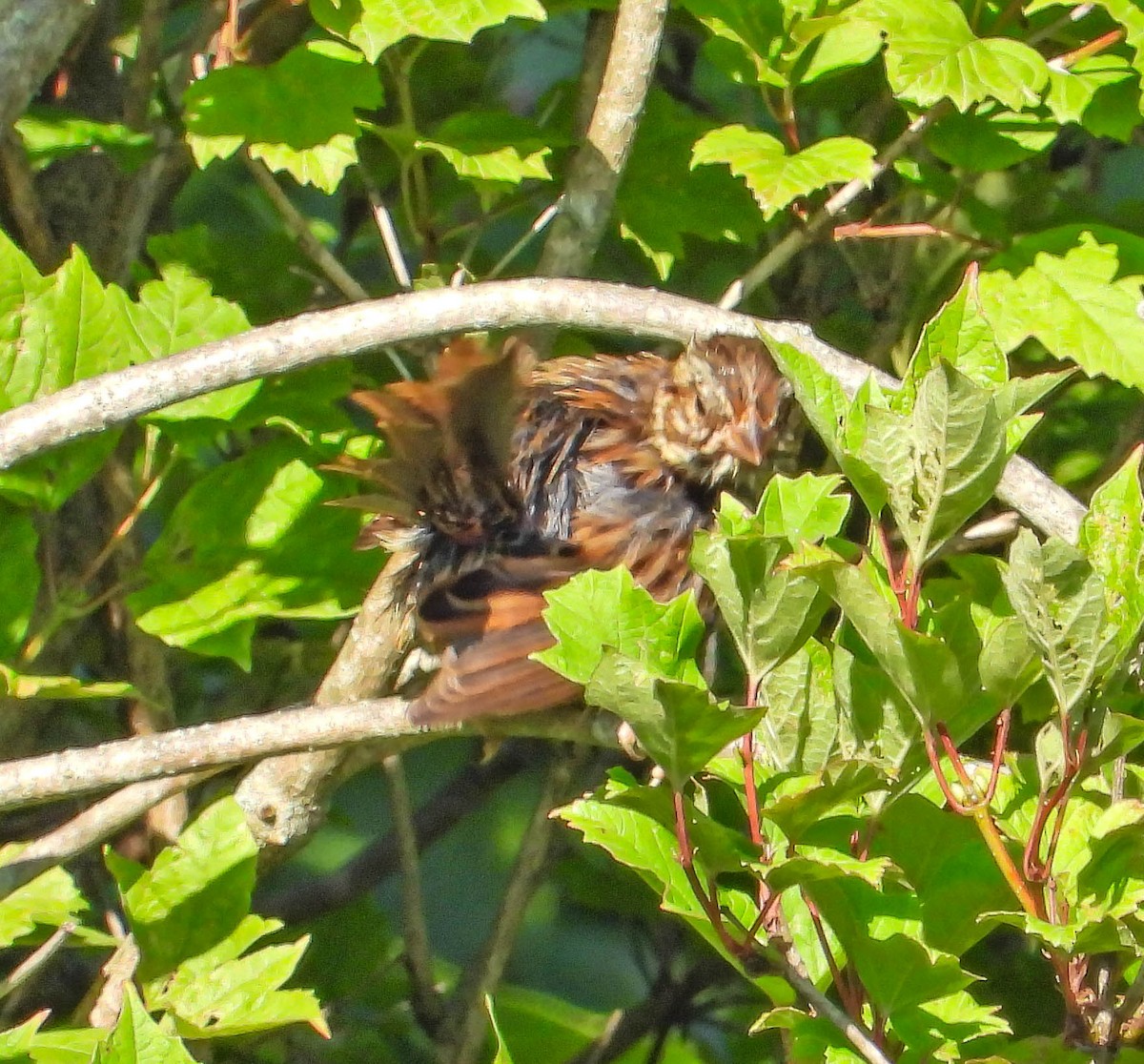 Swamp Sparrow - ML641251563