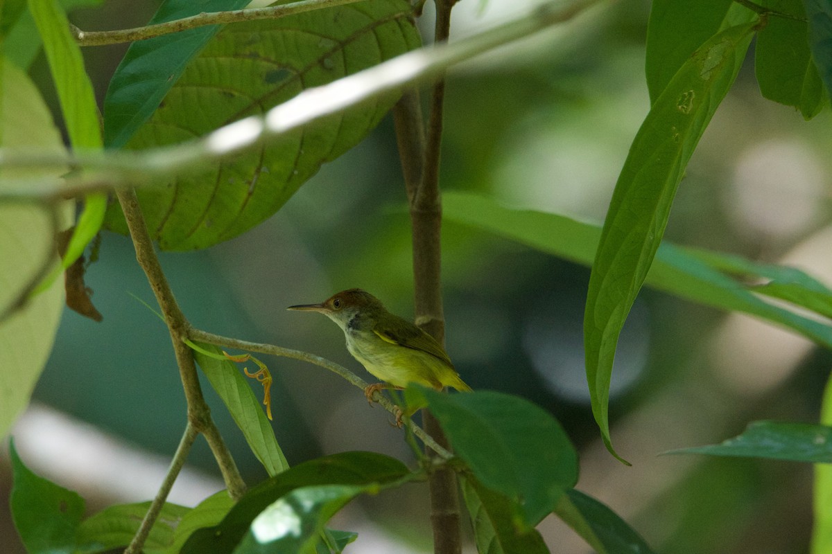 Dark-necked Tailorbird - ML641251634
